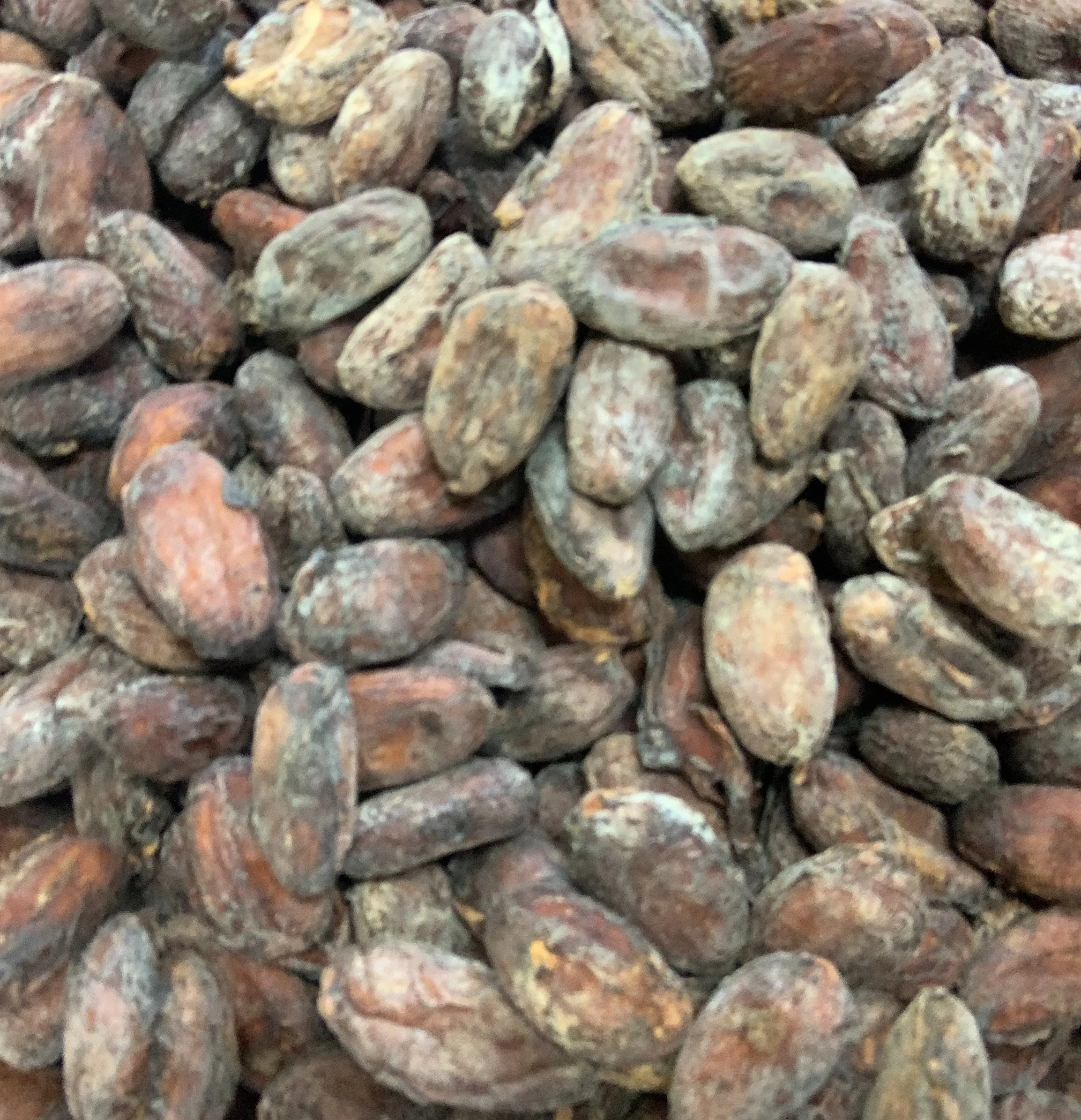 Close view of raw cacao beans with visible pale mold residue