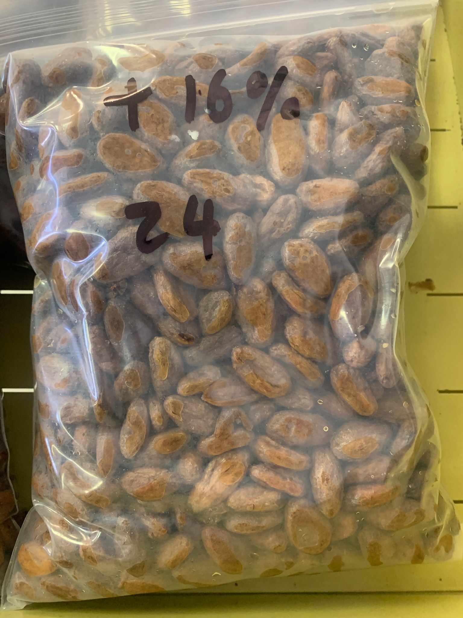 M24 cacao sample at Day 1