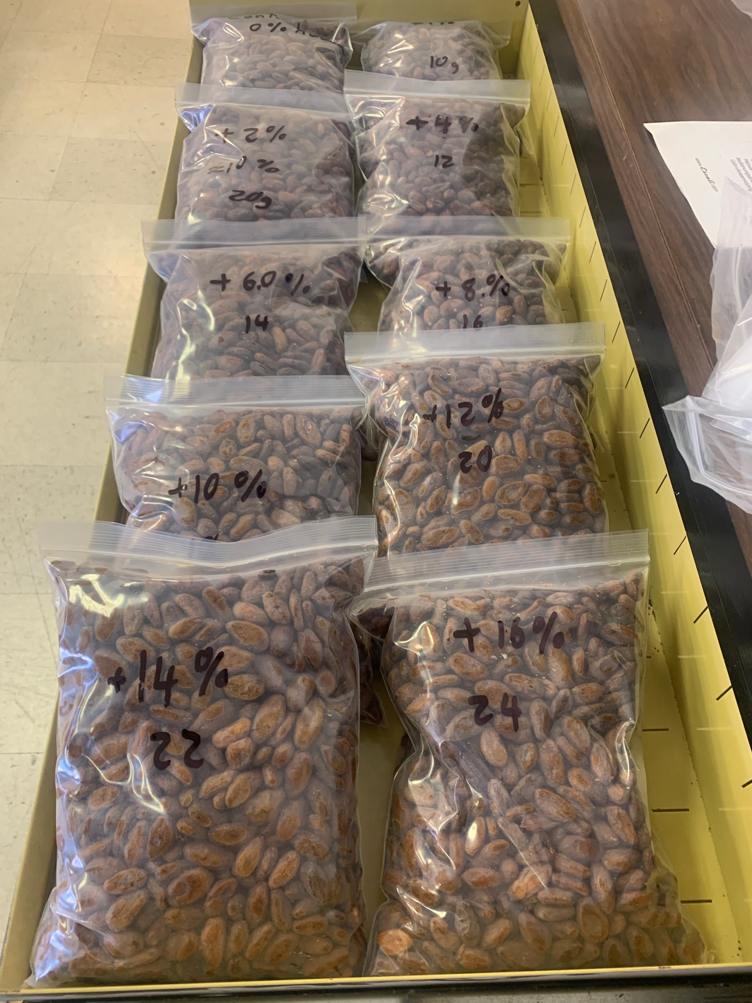 Overview of prepared moisture-study cacao bags